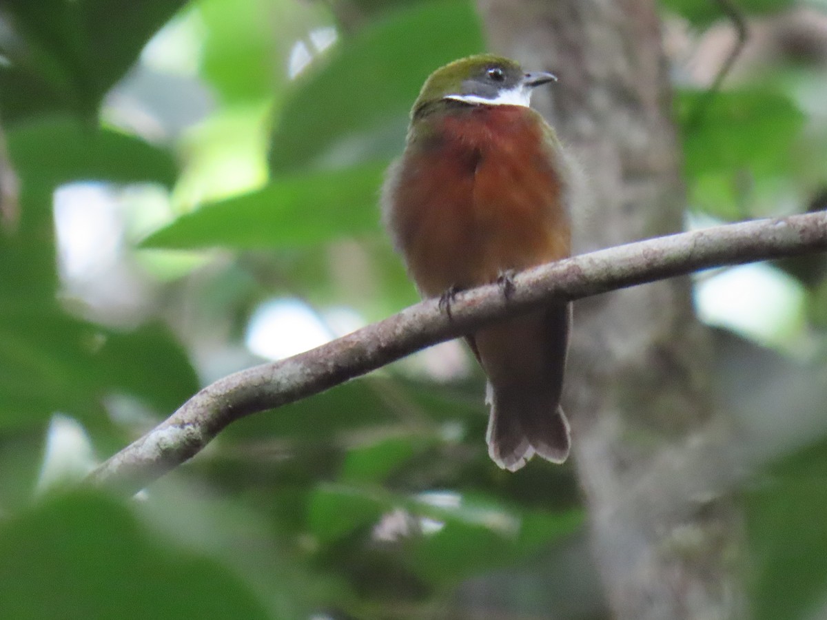 Yellow-crowned Manakin - ML614932367