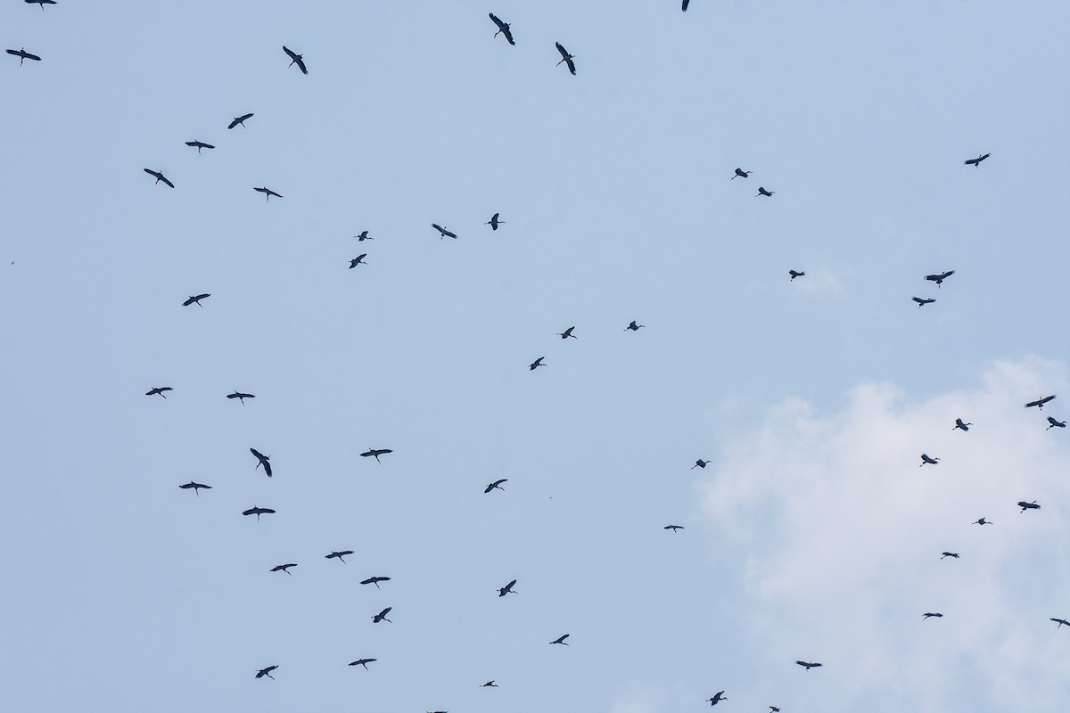 Asian Openbill - Rachata Kietsirikul