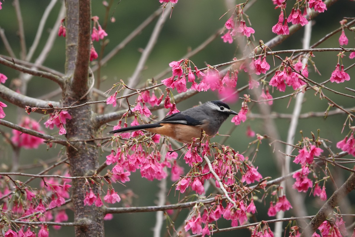 White-eared Sibia - ML614932394