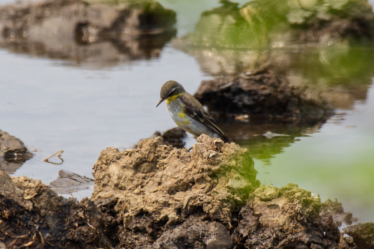 Eastern Yellow Wagtail - ML614932407