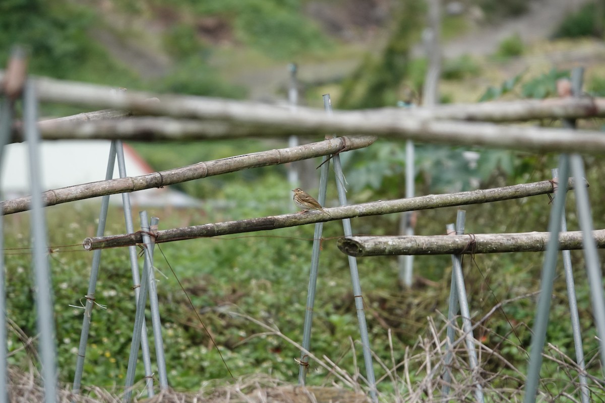 Olive-backed Pipit - Rik Feije