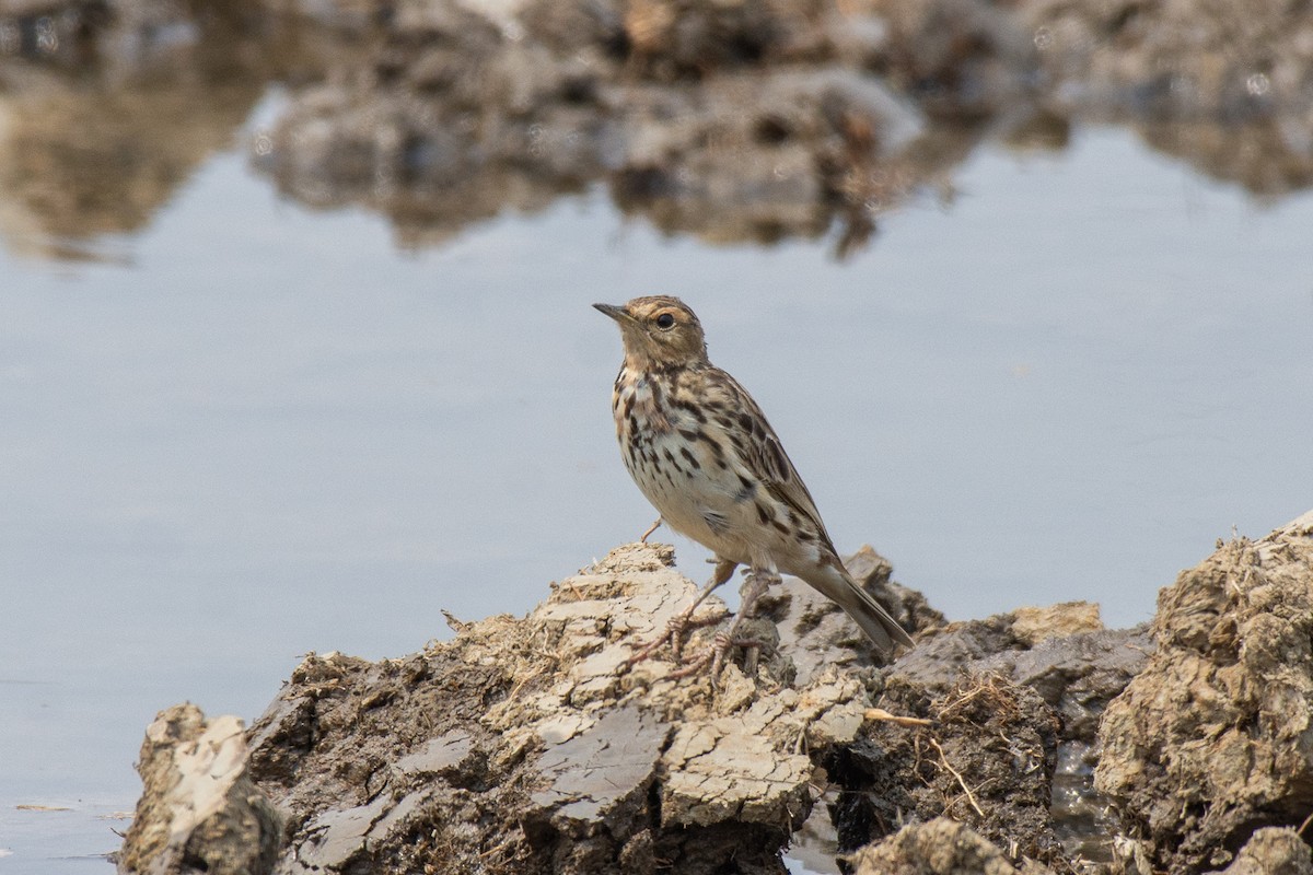 Red-throated Pipit - ML614932415