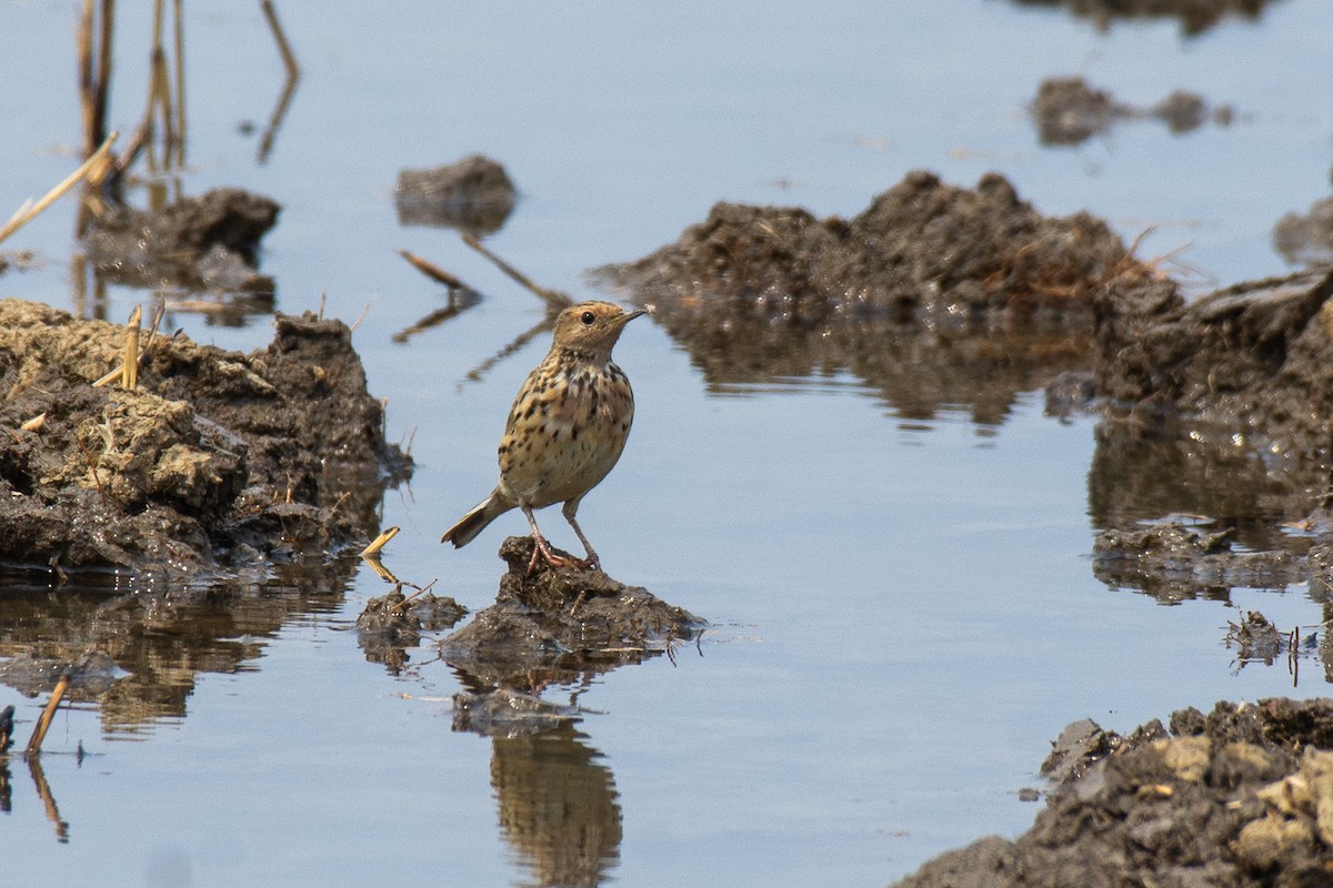 Red-throated Pipit - ML614932416