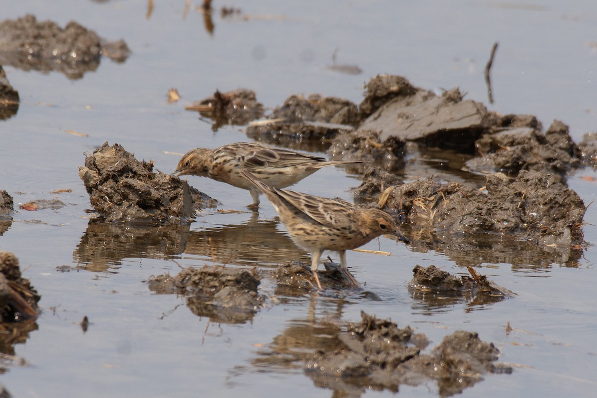 Red-throated Pipit - ML614932418