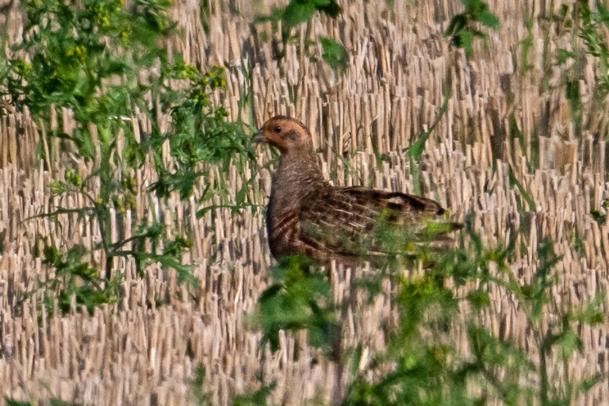 Gray Partridge - ML614932431