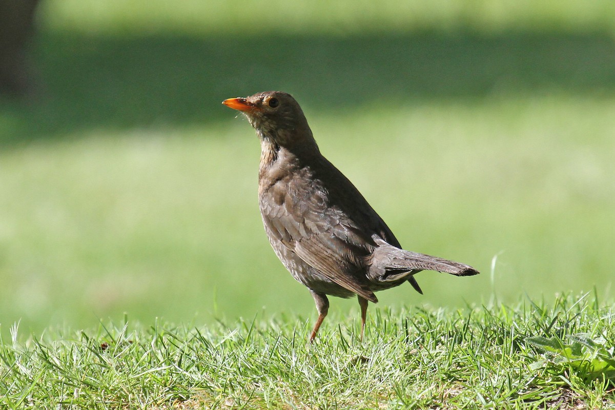 Eurasian Blackbird - ML614932433