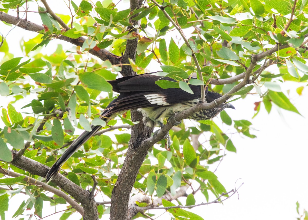 Levaillant's Cuckoo - ML614932449