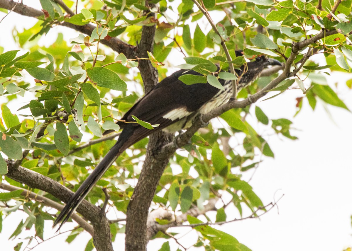 Levaillant's Cuckoo - ML614932451