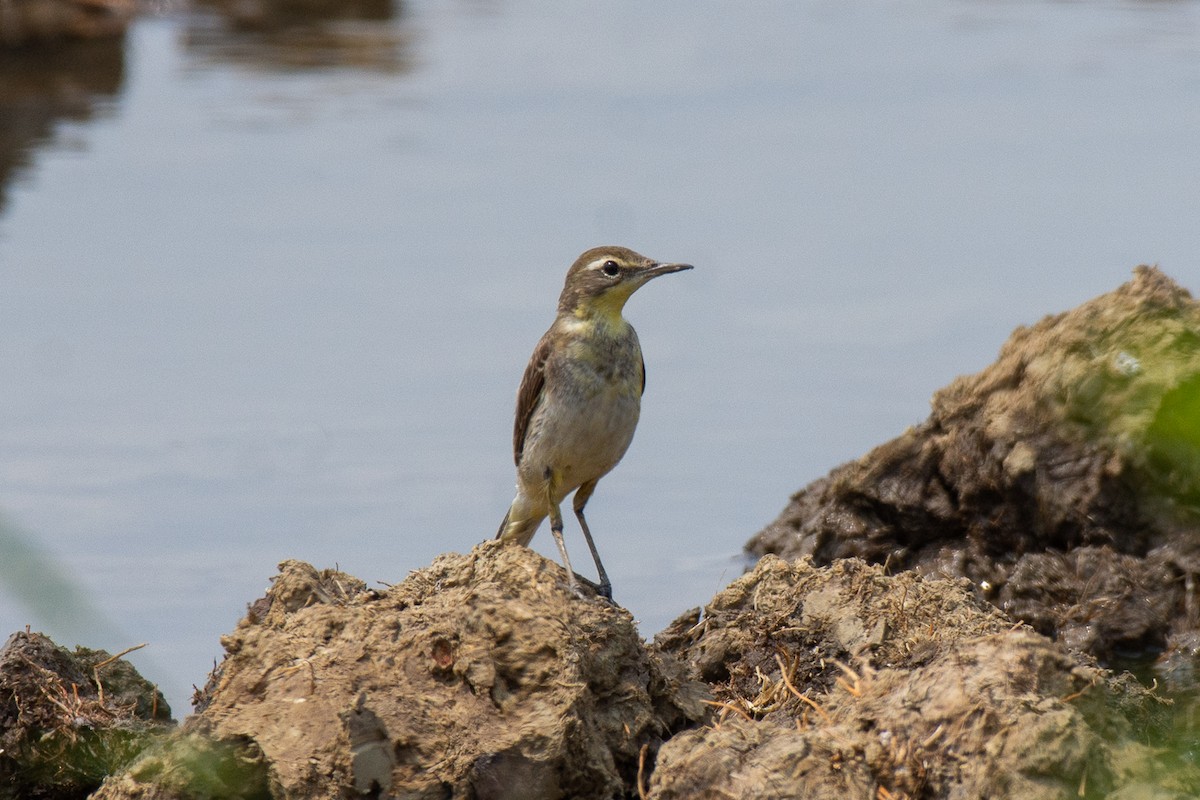 Eastern Yellow Wagtail - ML614932457