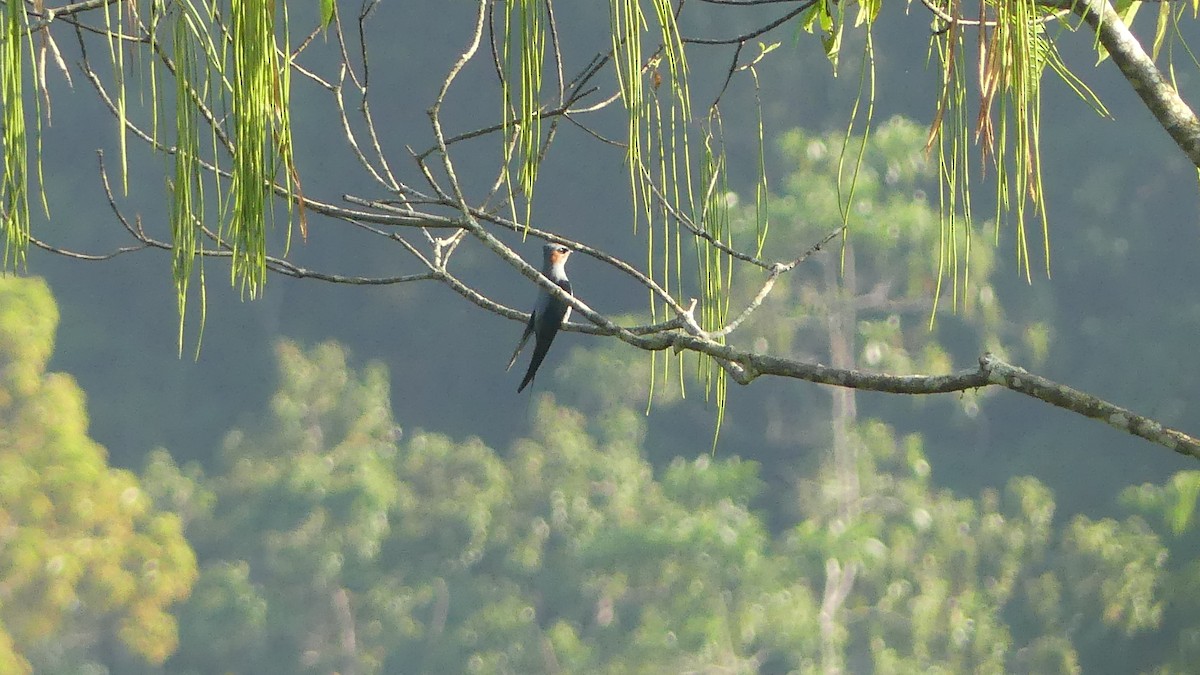 Crested Treeswift - ML614932467