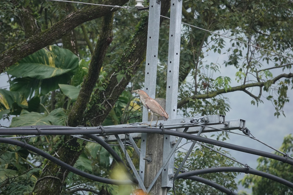 Malayan Night Heron - ML614932468