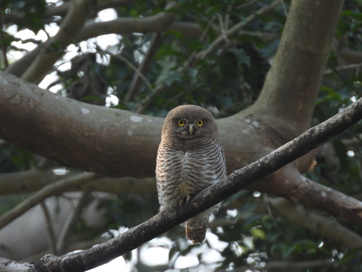 Jungle Owlet - ML614932500