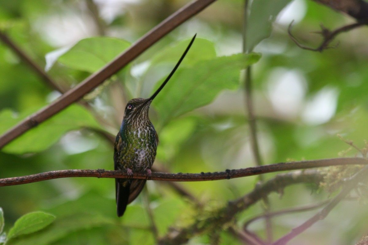 Sword-billed Hummingbird - ML614932502
