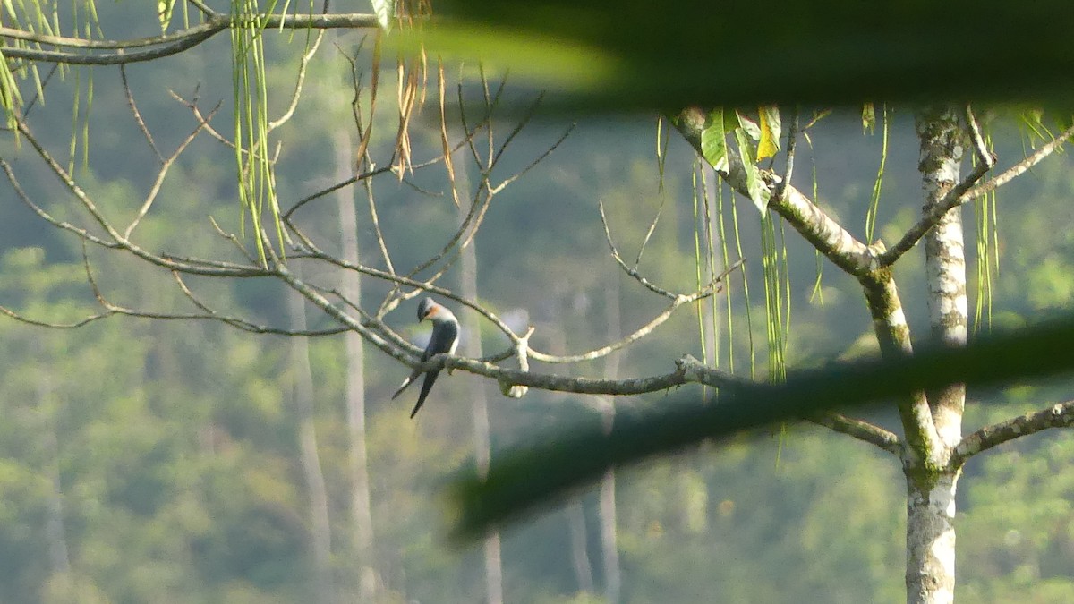 Crested Treeswift - ML614932507