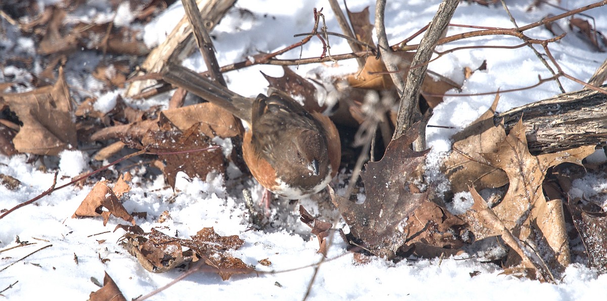 Eastern Towhee - ML614932511