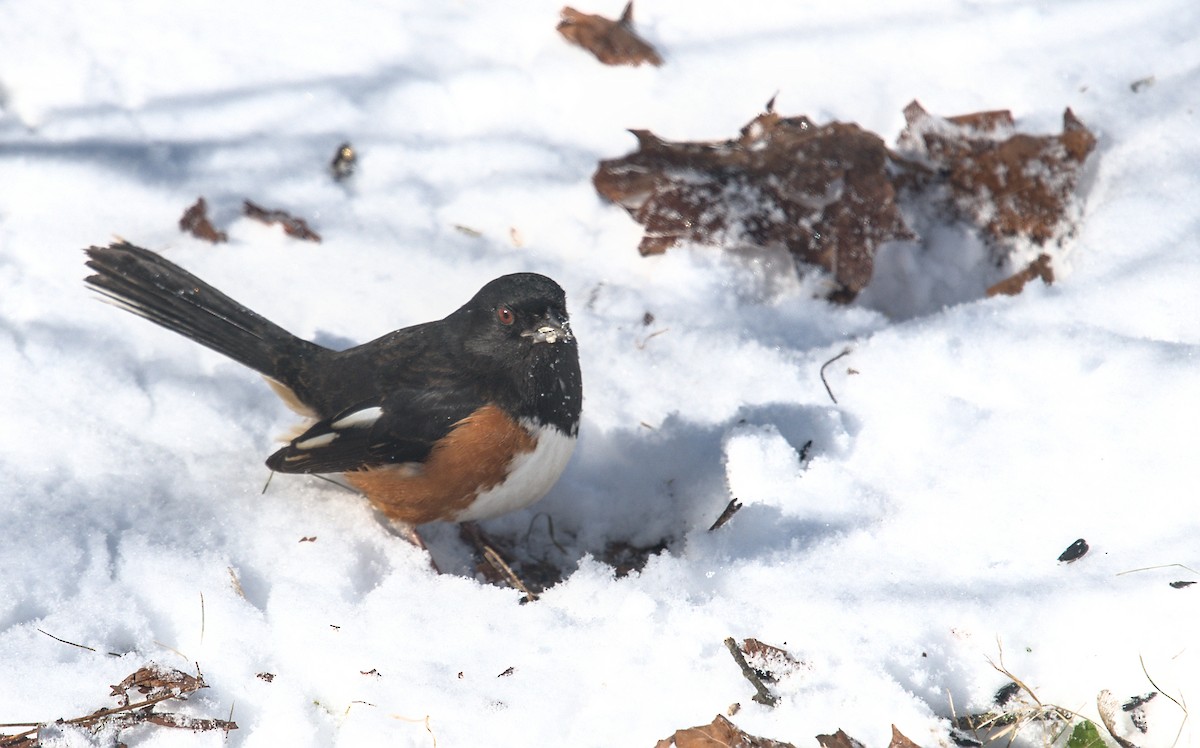 Eastern Towhee - ML614932512