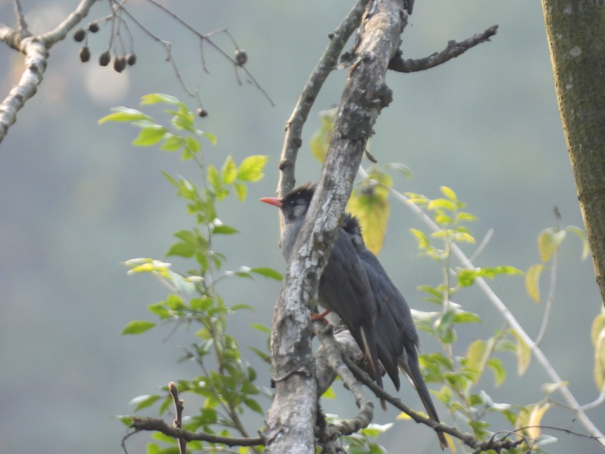 Black Bulbul - ML614932518