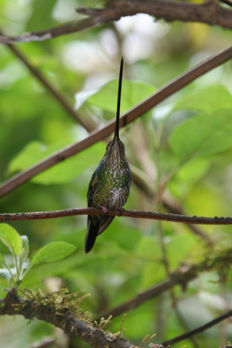 Sword-billed Hummingbird - ML614932523