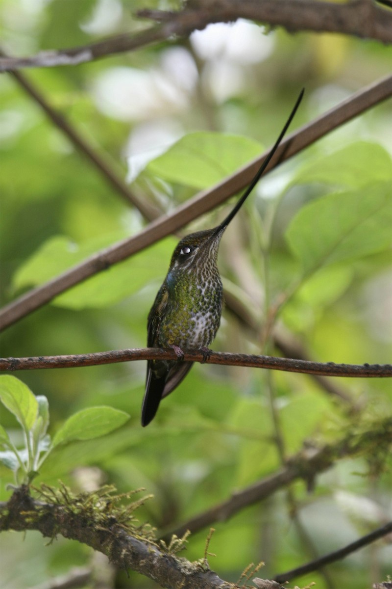 Sword-billed Hummingbird - ML614932534
