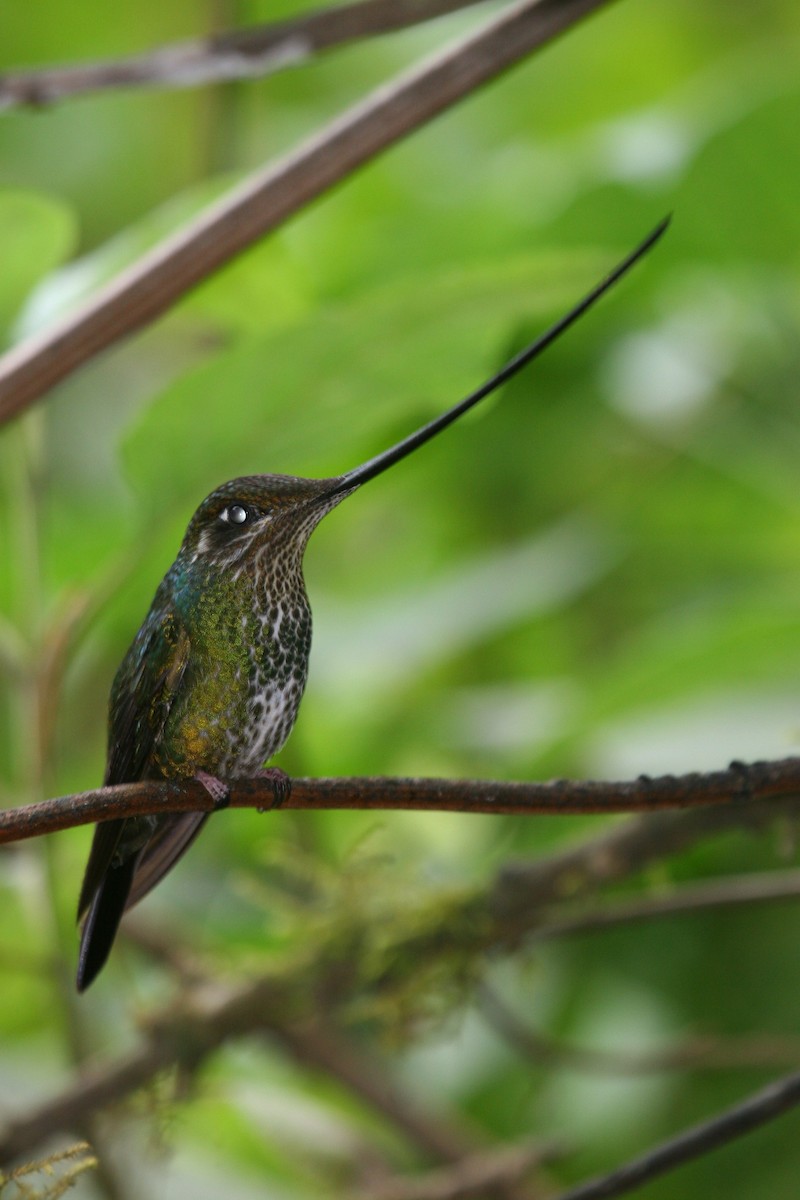 Sword-billed Hummingbird - ML614932552