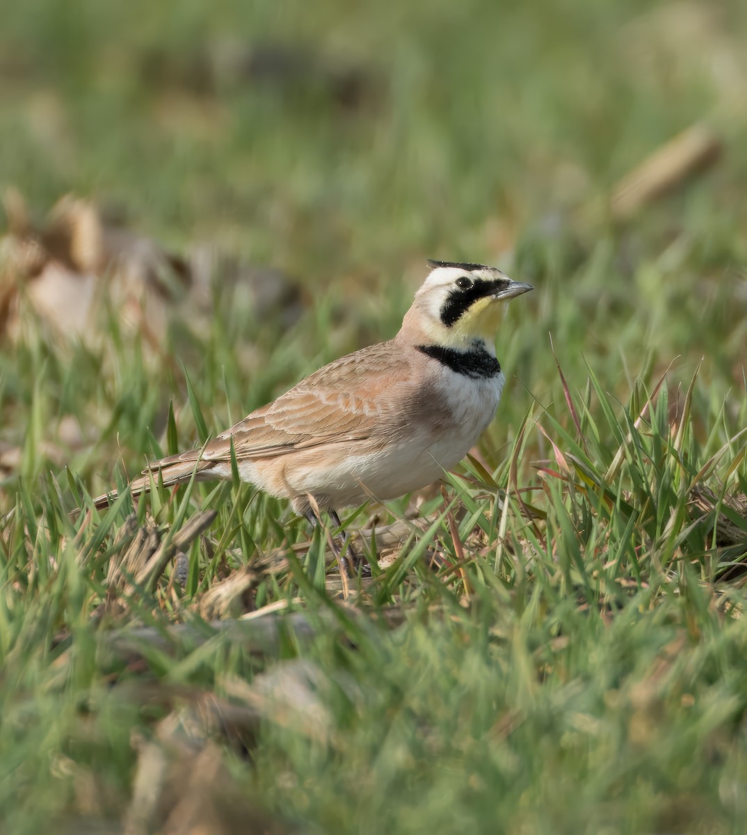 Horned Lark - ML614932579