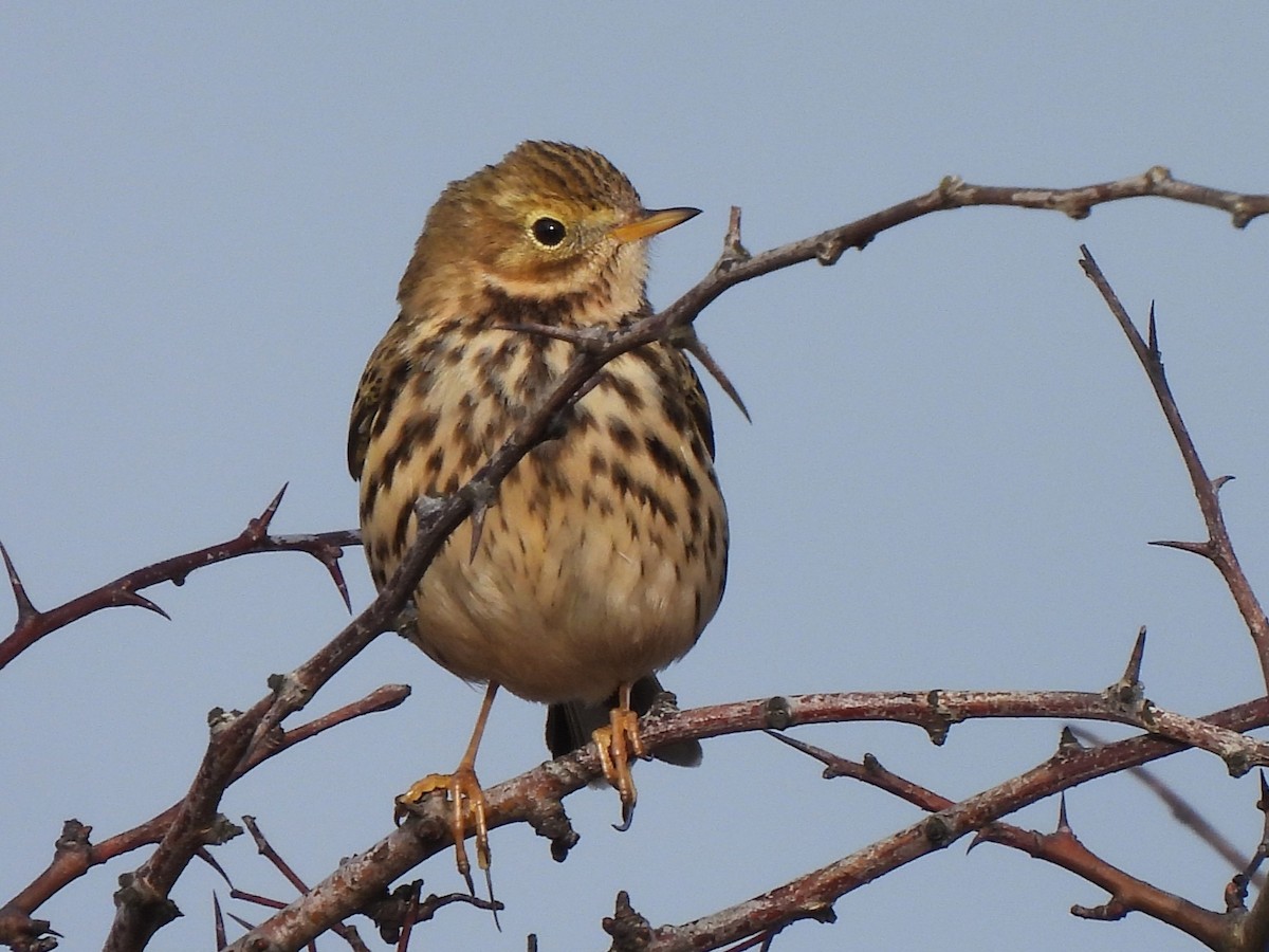 Meadow Pipit - Stephen Taylor