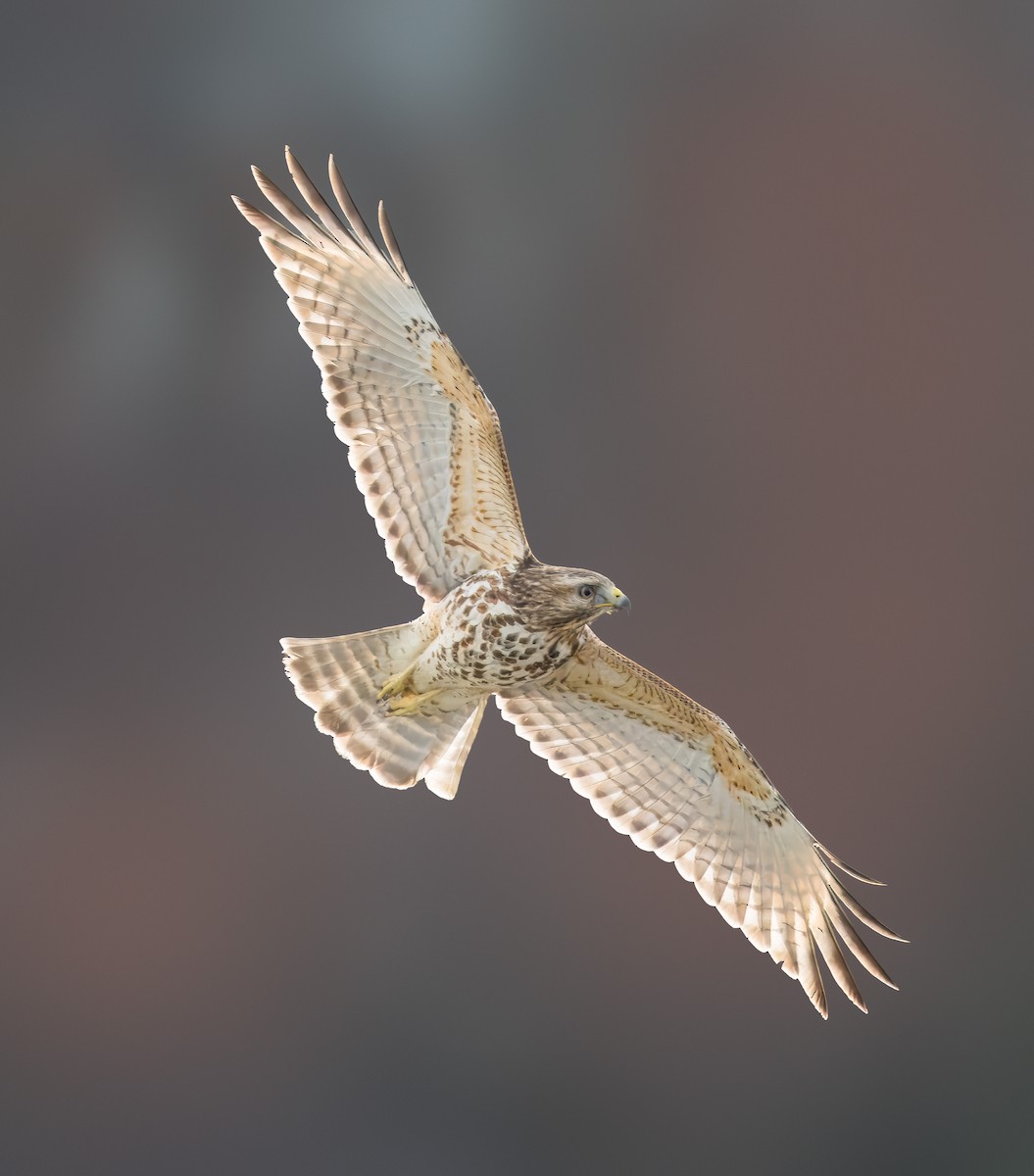 Red-shouldered Hawk - ML614932584