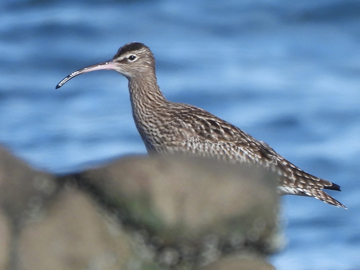 Whimbrel - Stephen Taylor