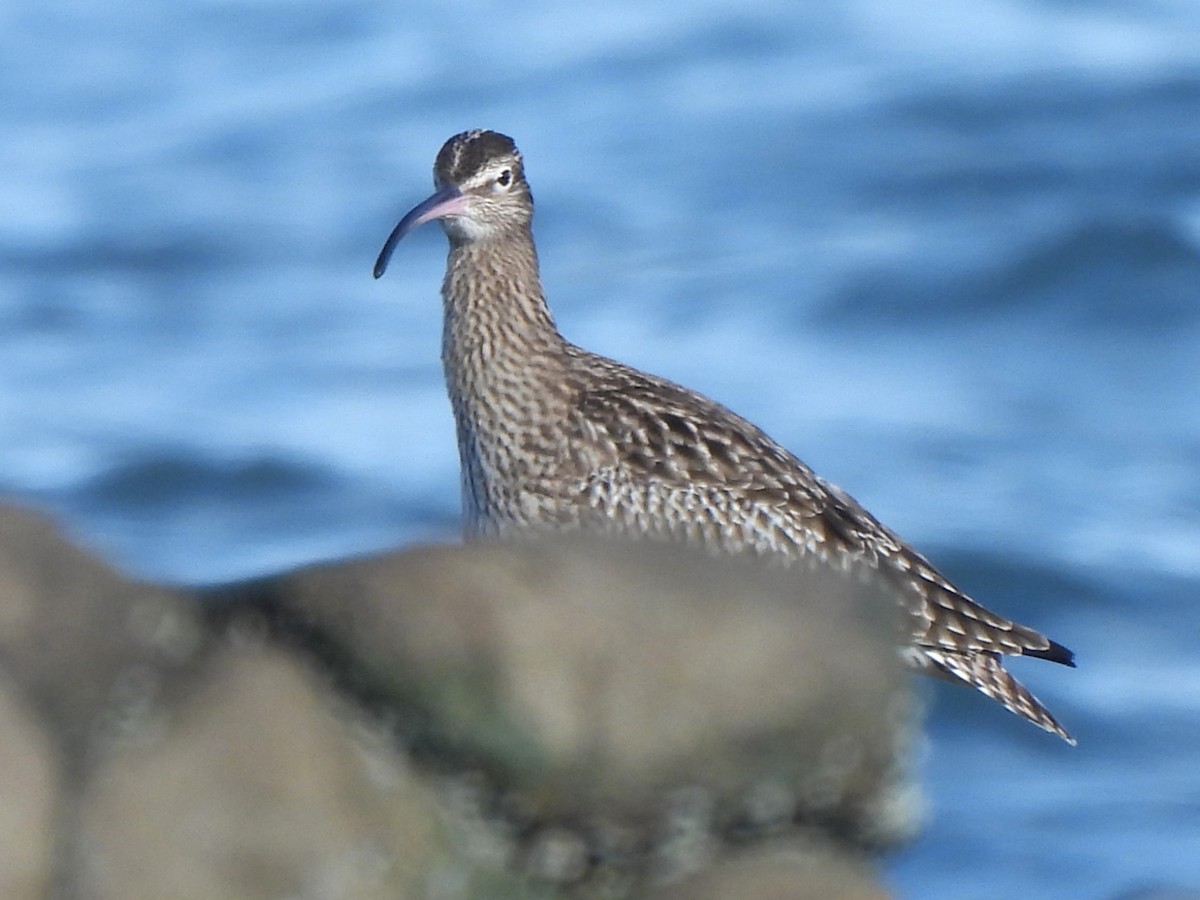 Whimbrel - Stephen Taylor