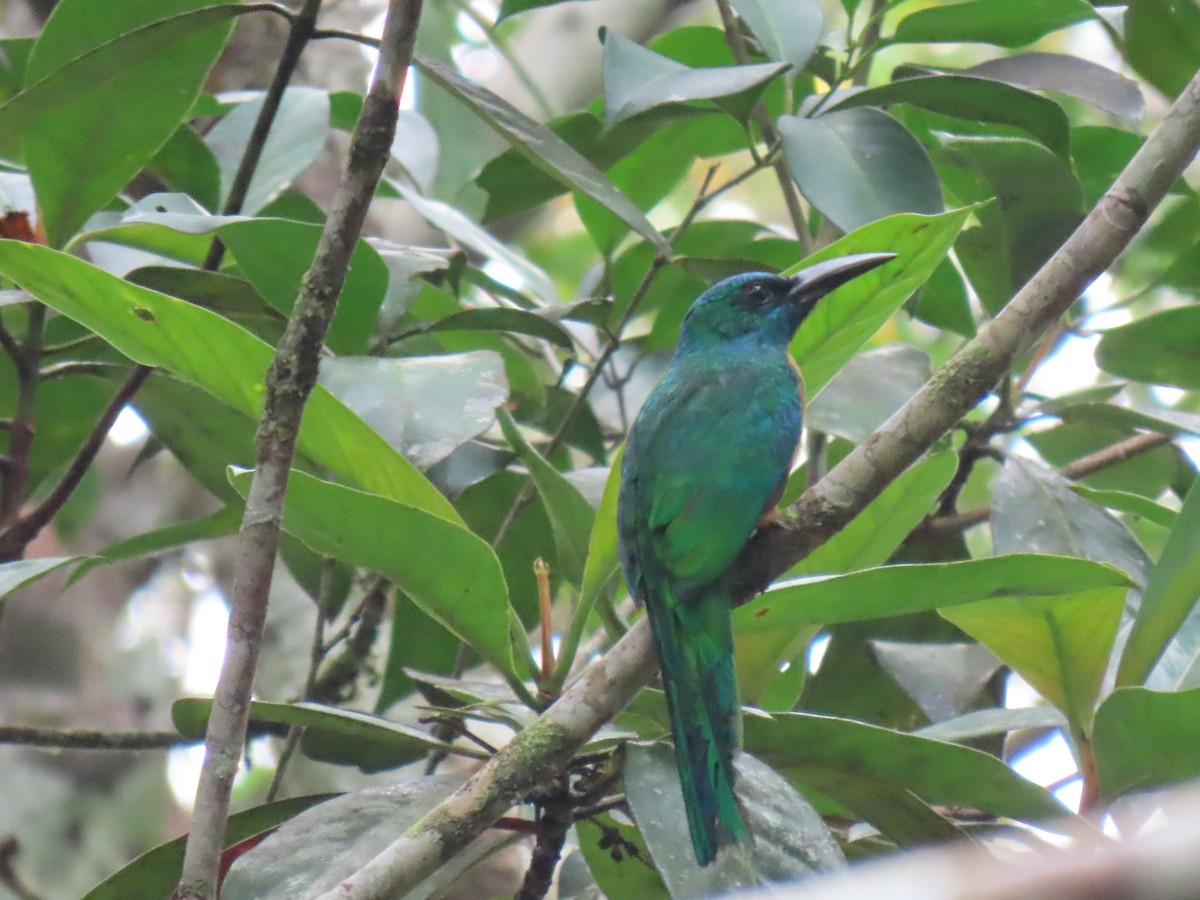 Great Jacamar - ML614932694