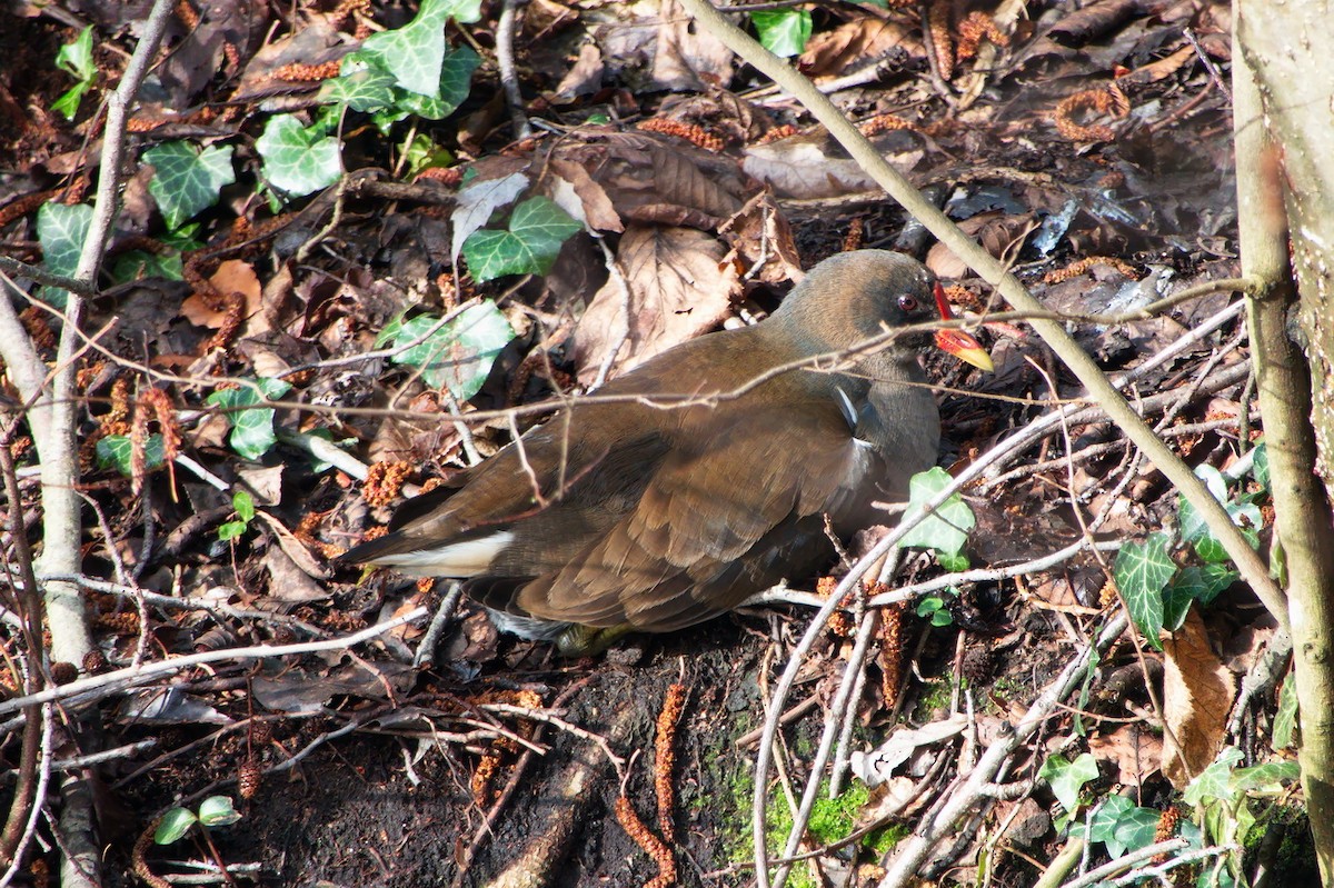 Eurasian Moorhen - ML614932731