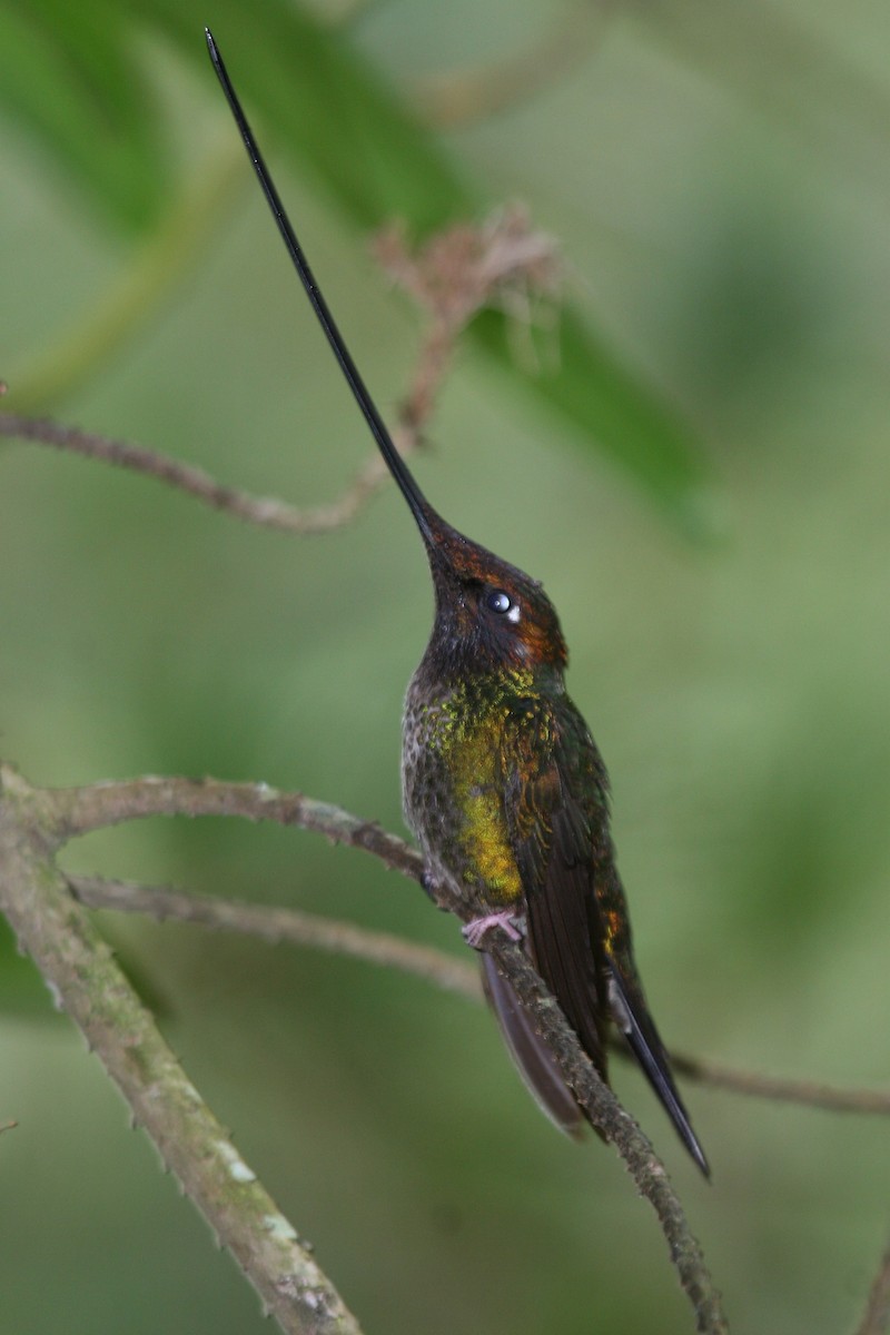 Sword-billed Hummingbird - ML614932733