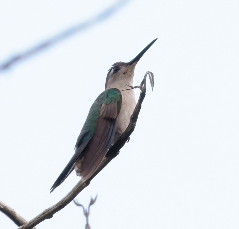 kolibřík klínoocasý - ML614932739