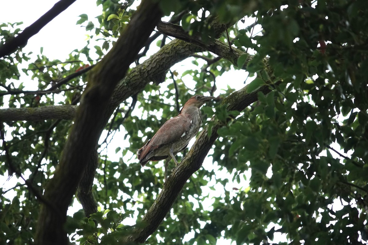 Malayan Night Heron - ML614932746