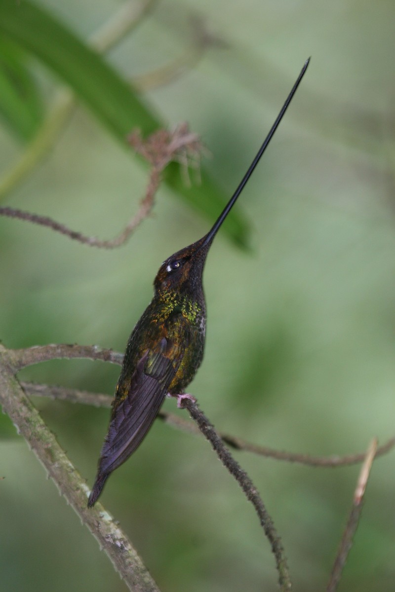 Sword-billed Hummingbird - ML614932747