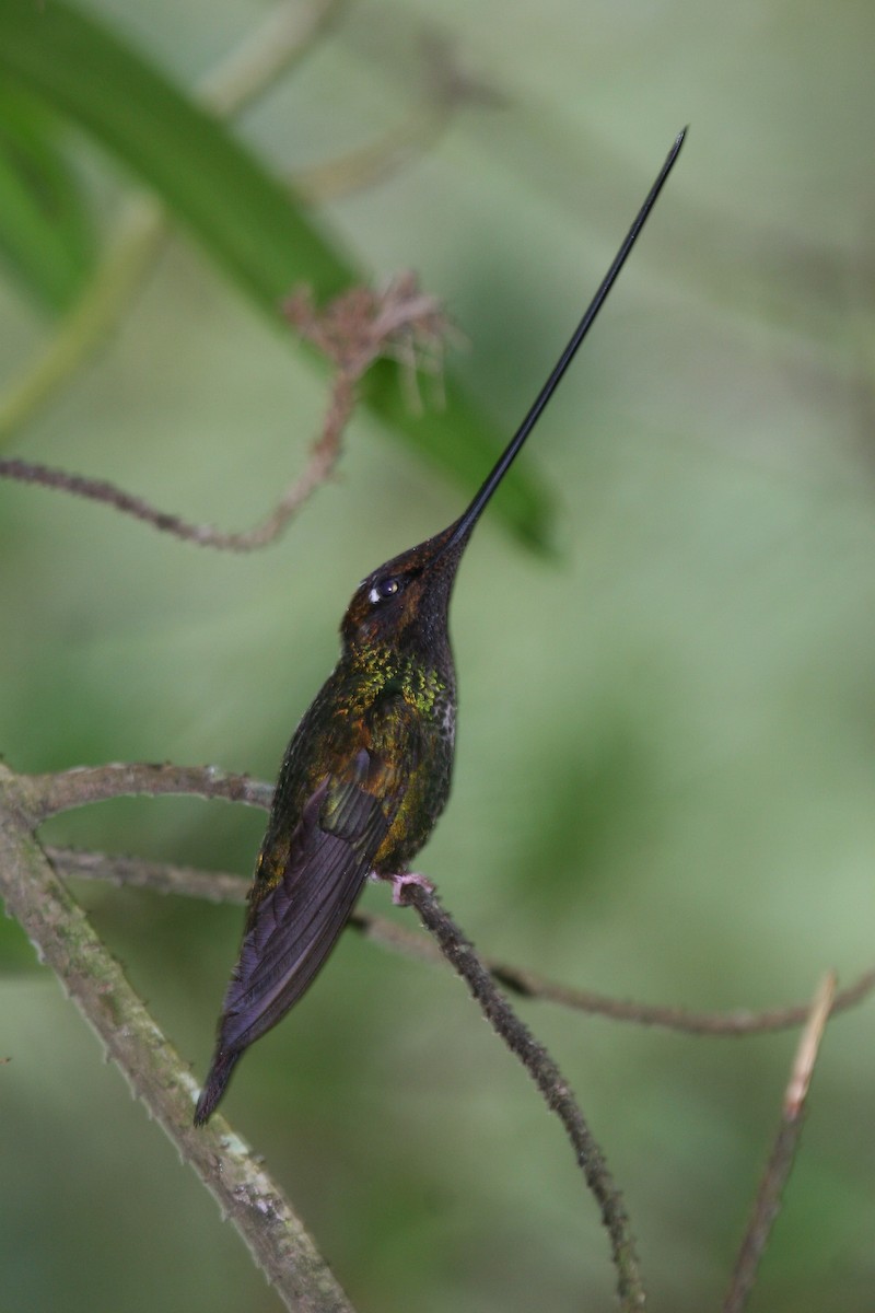 Sword-billed Hummingbird - Robert Tizard