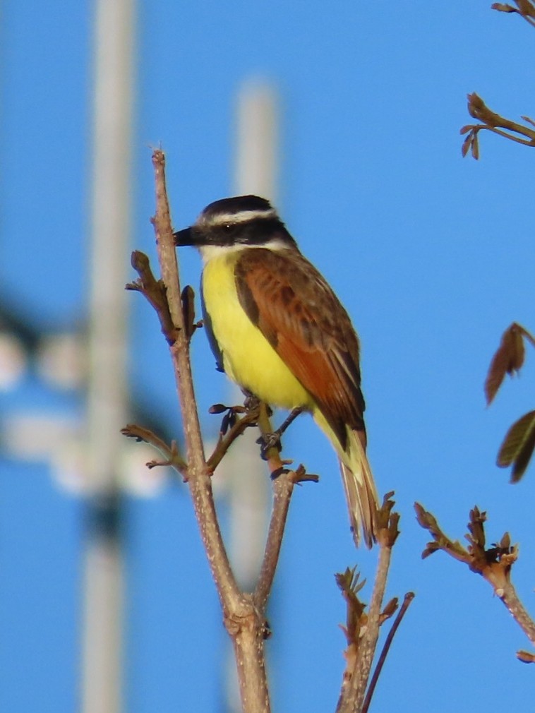 Great Kiskadee - ML614932788