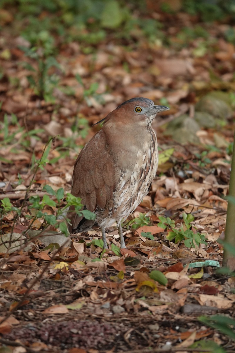 Malayan Night Heron - Rik Feije