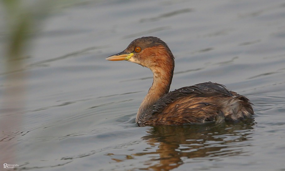 Little Grebe - ML614932870