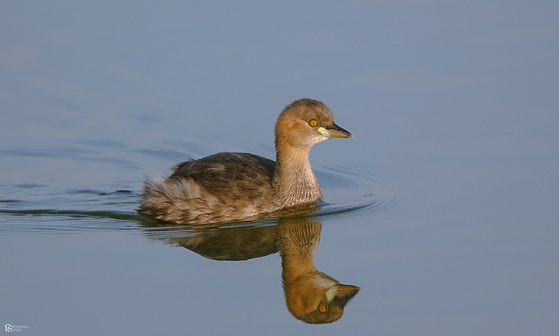 Little Grebe - ML614932871