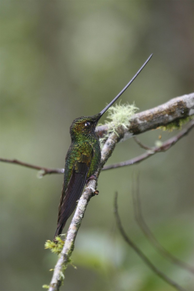 Sword-billed Hummingbird - ML614932874