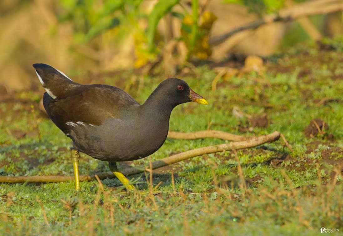 Gallinule poule-d'eau - ML614932903