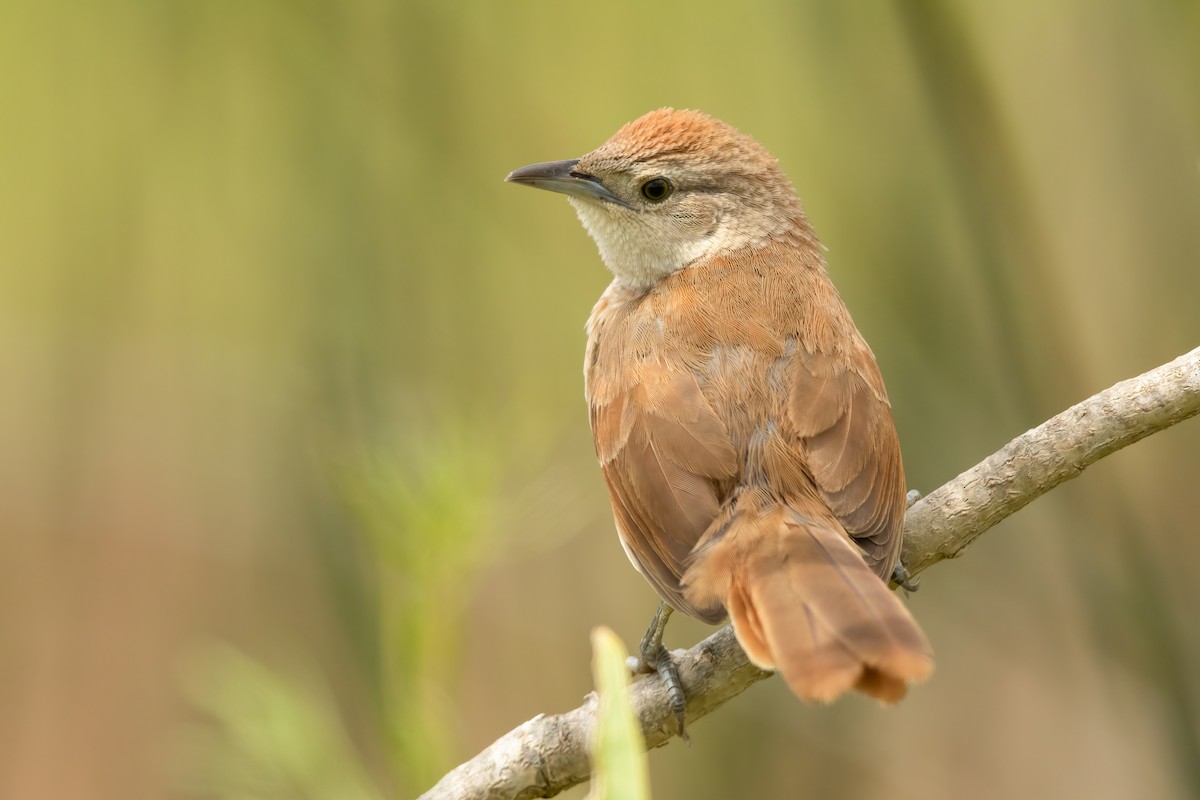 Freckle-breasted Thornbird - Ilya Povalyaev