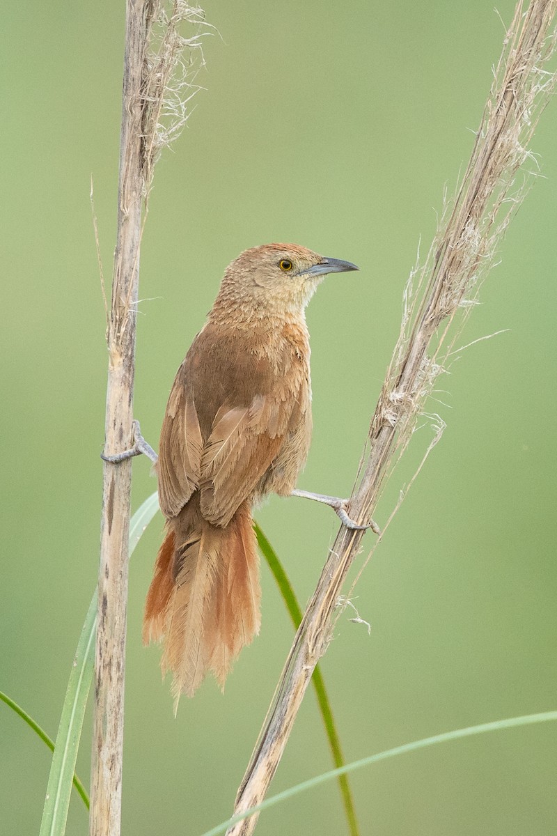 Freckle-breasted Thornbird - ML614932911