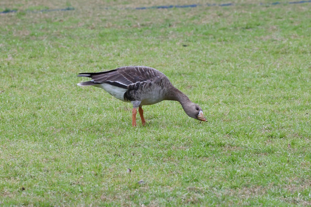 Greater White-fronted Goose - ML614932937