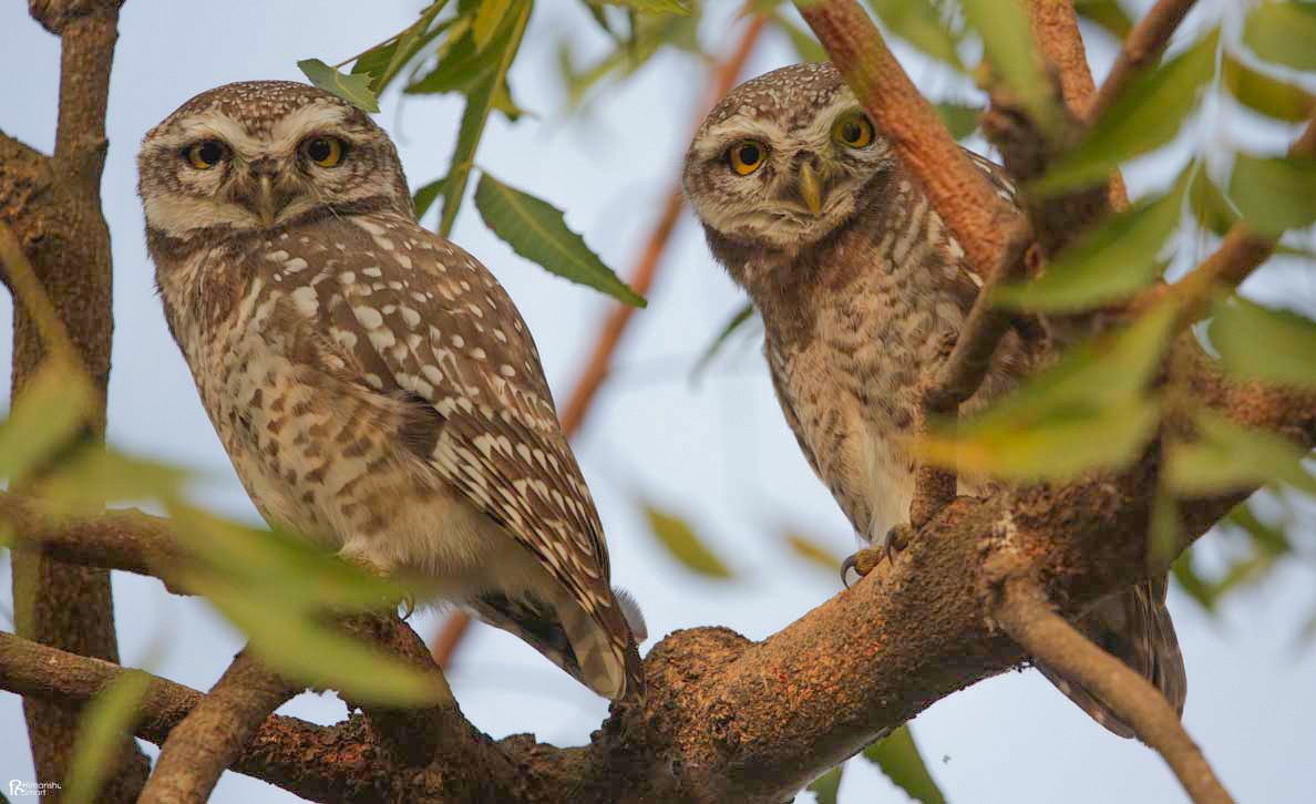 Spotted Owlet - ML614932958