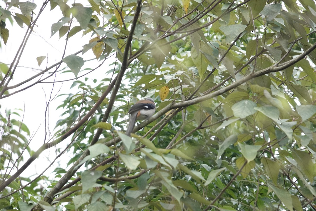 Gray Treepie - Rik Feije