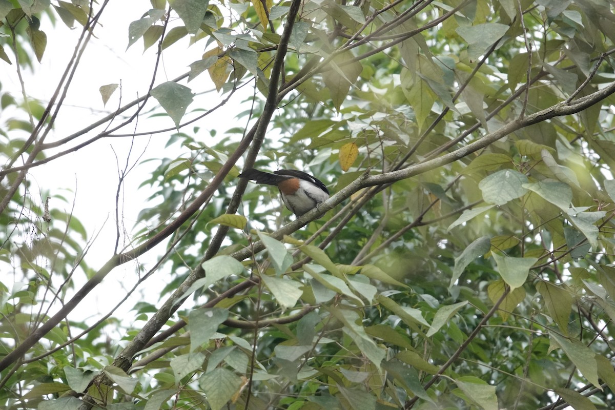 Gray Treepie - ML614932960