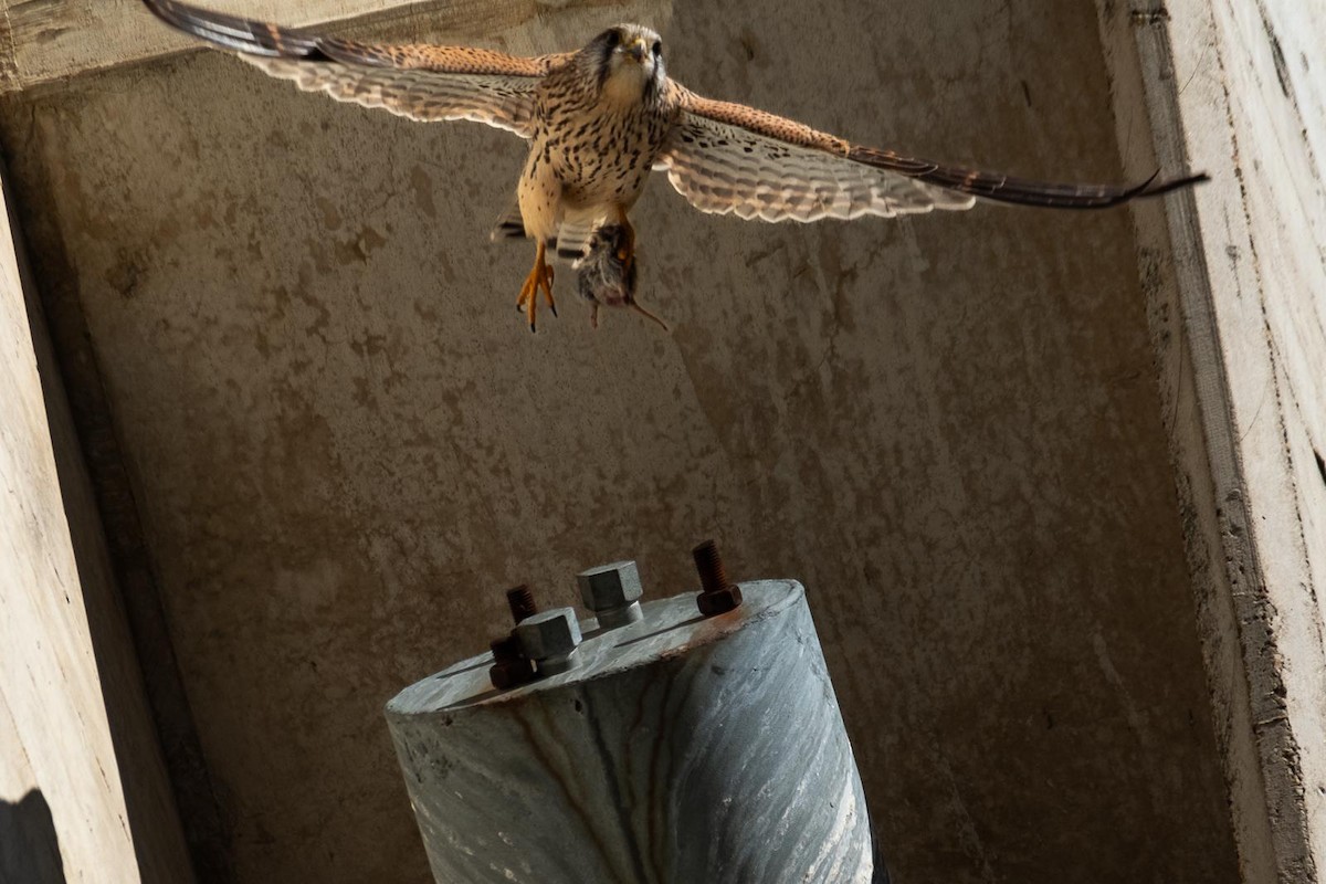 Eurasian Kestrel - ML614933007