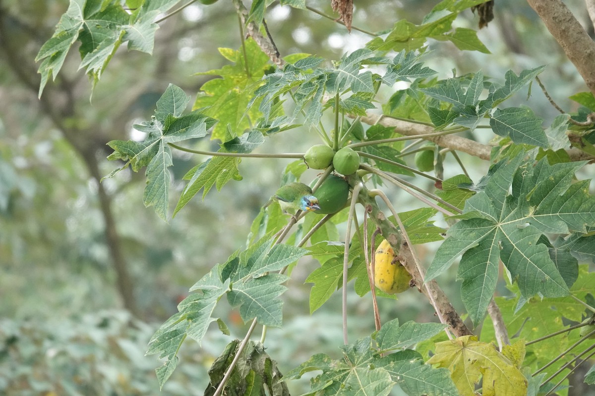 Taiwanbartvogel - ML614933011